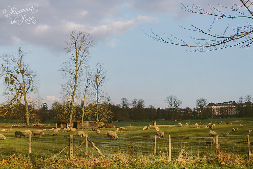 Marie Antoinette's sheep at the gardens of Versailles outside of Paris France