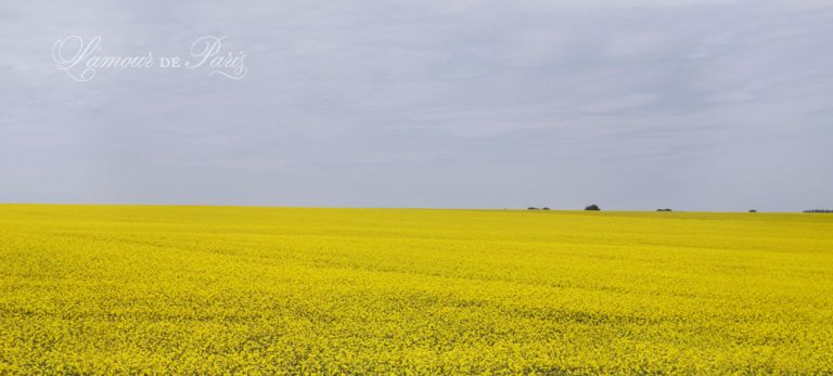 Fields of yellow rape seed flowers used to make canola oil on the side of the road in France