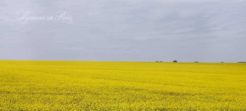 Fields of yellow rape seed flowers used to make canola oil on the side of the road in France