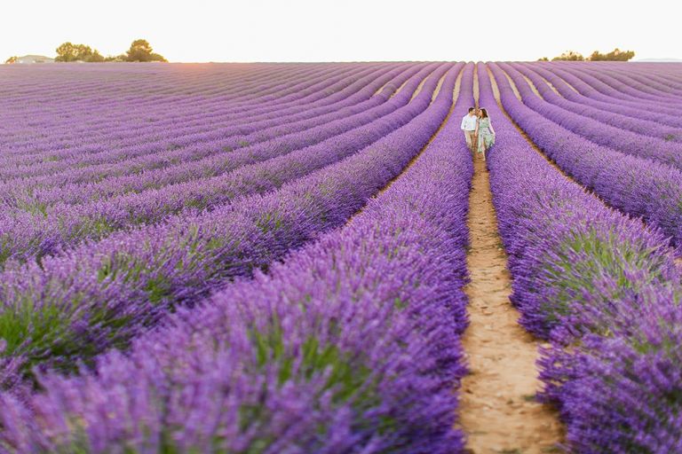 lavender fields provence france -07