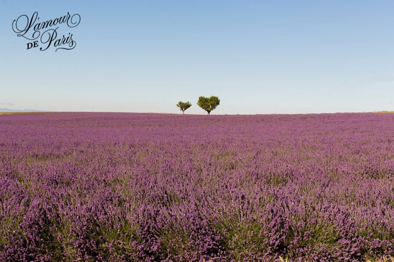 provence lavender fields valensole france 01