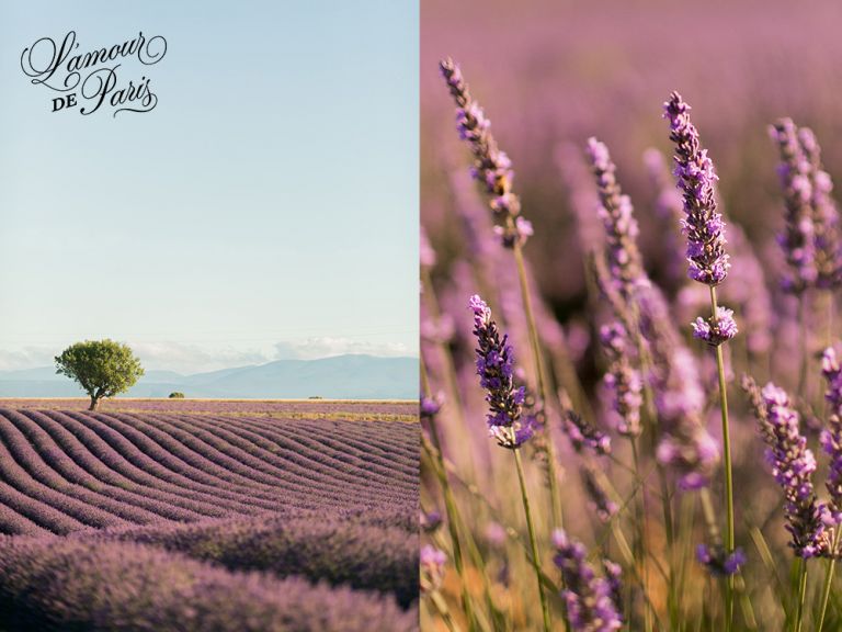 provence lavender fields valensole france 02