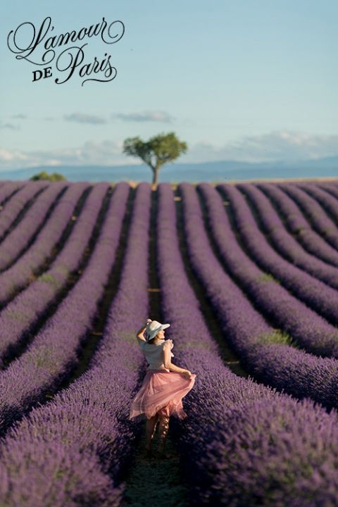 provence lavender fields valensole france 03
