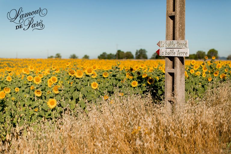 sunflower fields in provence france 01