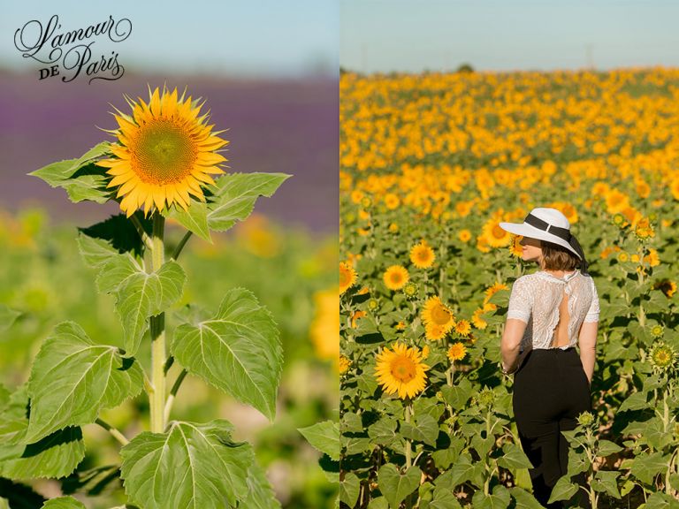 sunflower fields in provence france 02