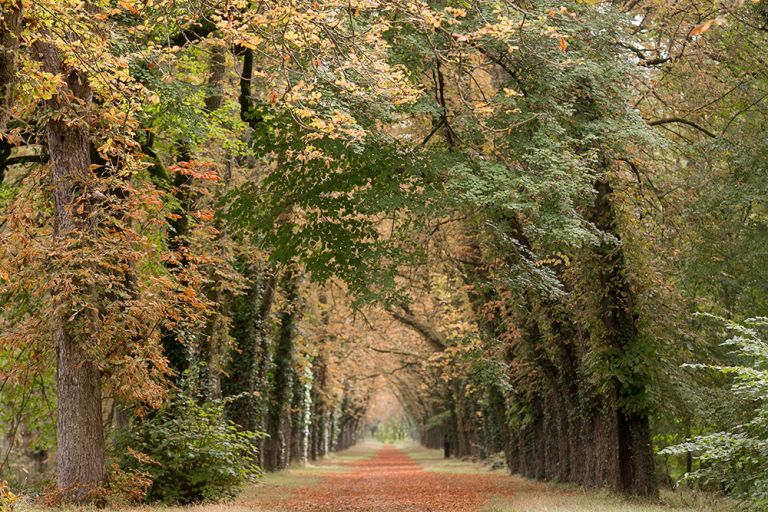 loire valley fall colors pathway in trees