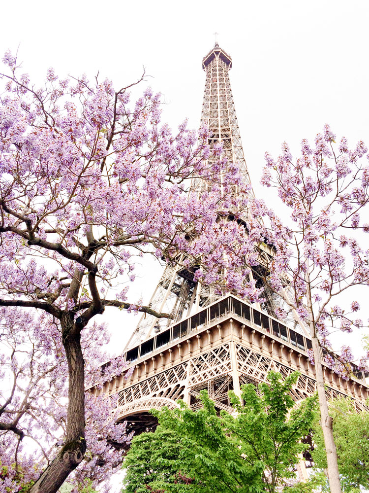 eiffel tower in the spring with purple trees