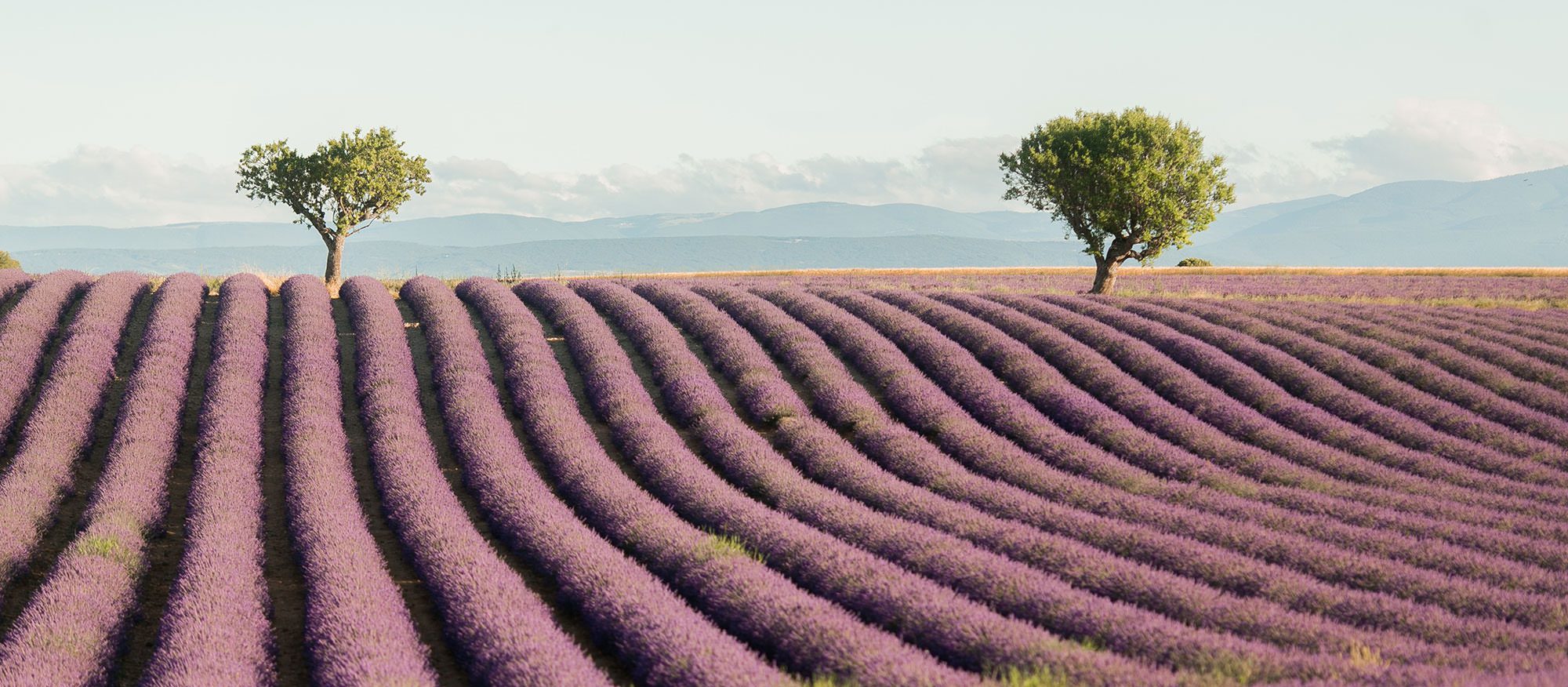Lavender Field Portraits in Provence