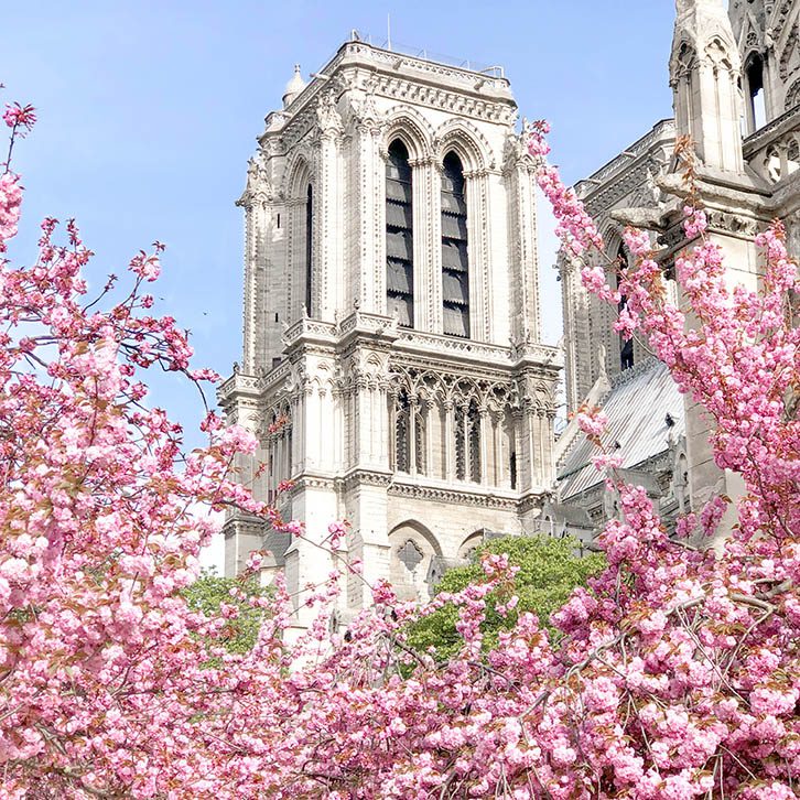 paris cherry blossoms