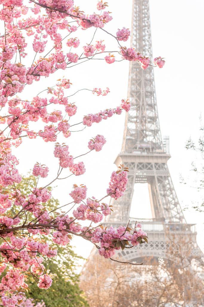 eiffel tower with cherry blossoms